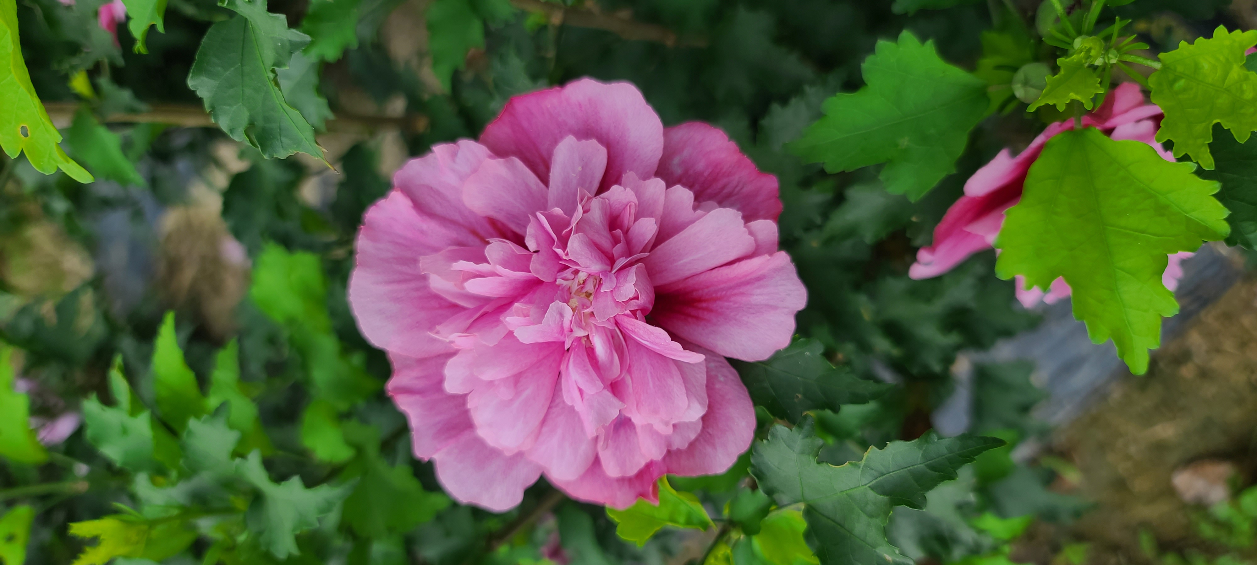 Hibiscus syriacus 'Ardens'